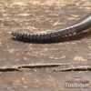 Vintage Fine Rounded & Curved Rasp or Float Tool - Rosewood Handle