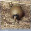 Vintage solid brass plumb bob with string, in good used condition