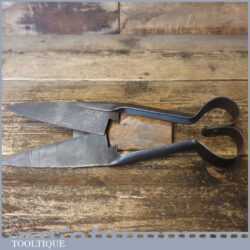 Vintage Pair Of 6 ½” Cast Steel Sheep Shears - Sharpened Ready For Use