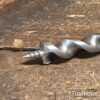 Vintage Gilpin Scotch Barrel Eyed Timber Framing Auger Bit ⅜” End